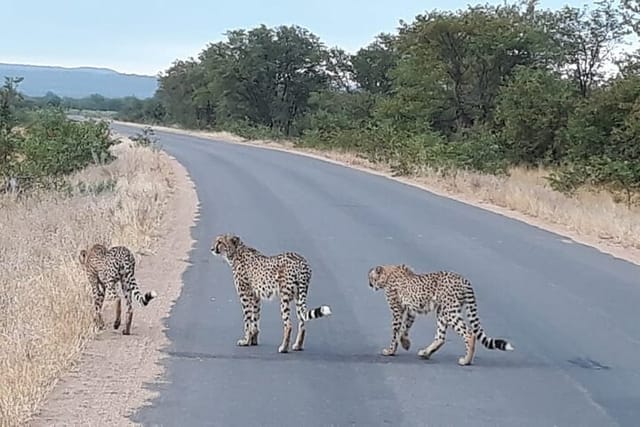 Half Day Morning Safari from Hazy View - Photo 1 of 4